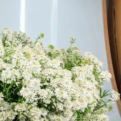 25579 Іберіс вічнозелений Сніговий шквал