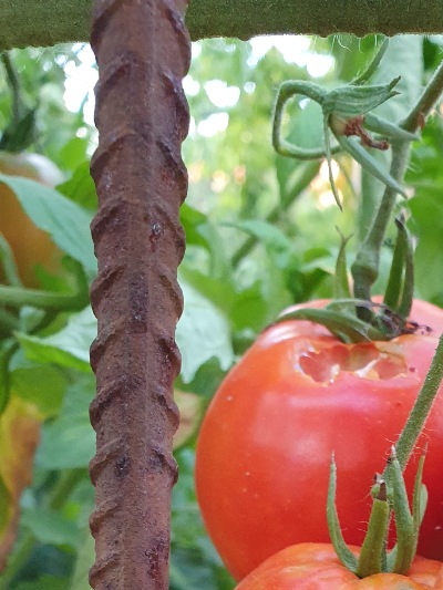 1307 Big Roma (Біг Рома)