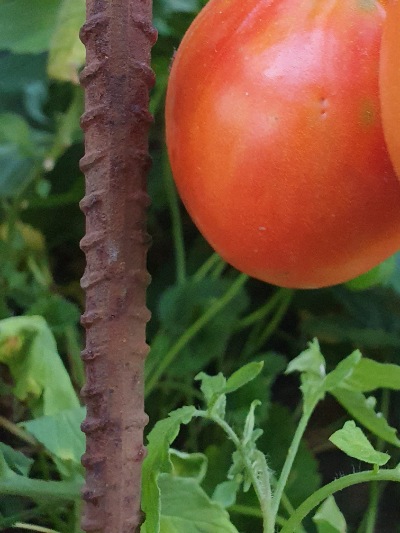 1307 Big Roma (Біг Рома)