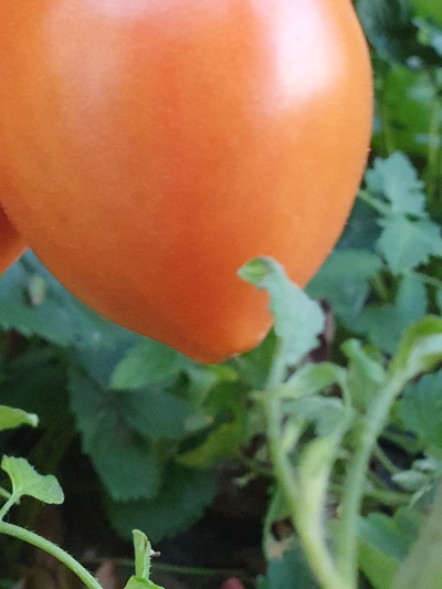 1307 Big Roma (Біг Рома)