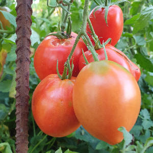 Насіння помідору Big Roma (Біг Рома)