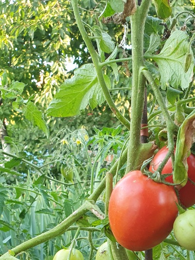 1307 Big Roma (Біг Рома)