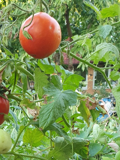 1307 Big Roma (Біг Рома)