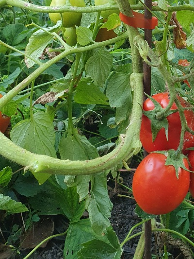 1307 Big Roma (Біг Рома)