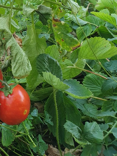 1307 Big Roma (Біг Рома)