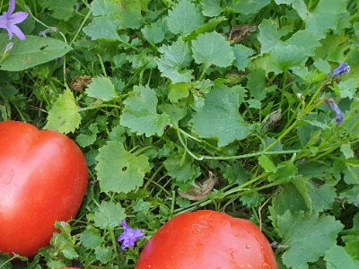 1307 Big Roma (Біг Рома)