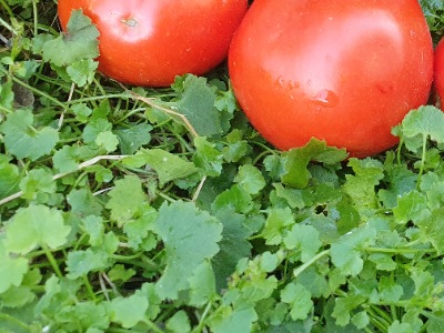 1307 Big Roma (Біг Рома)