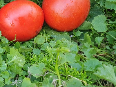 1307 Big Roma (Біг Рома)