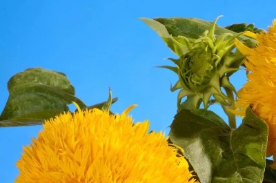 25053 Соняшник Ведмежатко 