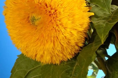 25053 Соняшник Ведмежатко 