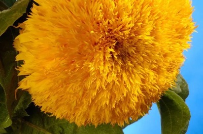 25053 Соняшник Ведмежатко 