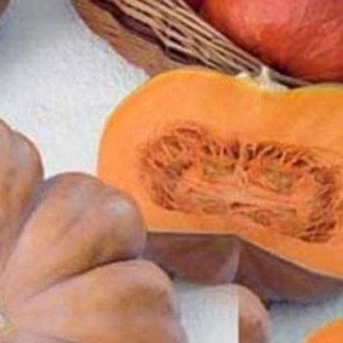 25209 Гарбуз Мускат де Прованс