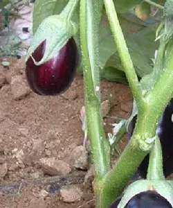 25651 Баклажан Перфекшен F1