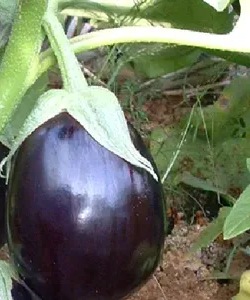 25651 Баклажан Перфекшен F1