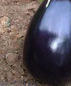 25651 Баклажан Перфекшен F1