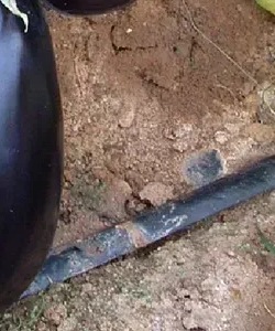 25651 Баклажан Перфекшен F1