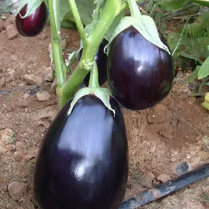  Баклажан Перфекшен F1