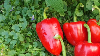 25364 Сандра (солодкий)