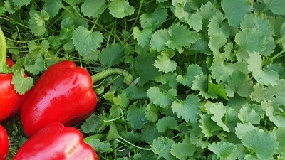 25364 Сандра (солодкий)