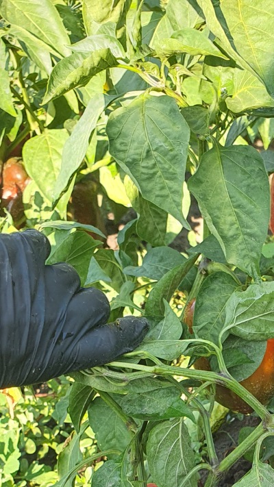 25362 Рубінова 