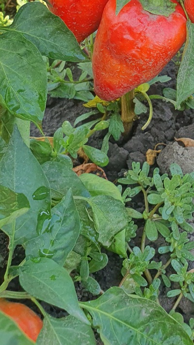 25362 Рубінова 