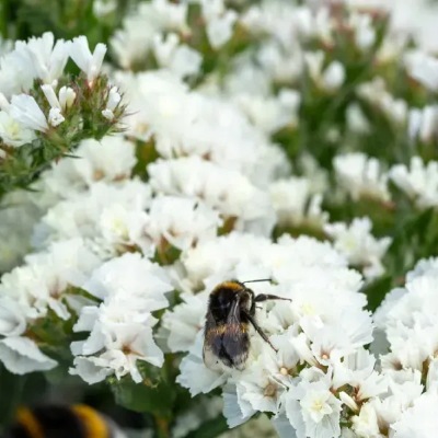 25733 Кермек Статиця виїмчаста Хіпстер Біла