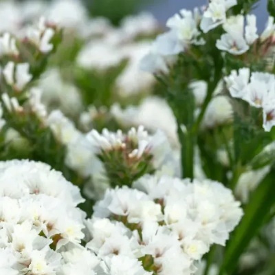 25733 Кермек Статиця виїмчаста Хіпстер Біла