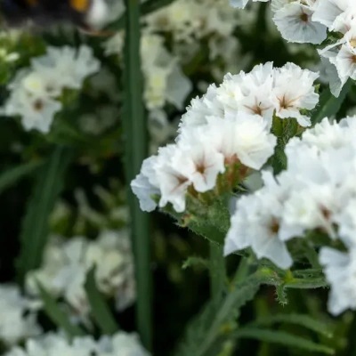 25733 Кермек Статиця виїмчаста Хіпстер Біла