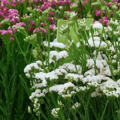 25733 Кермек Статиця виїмчаста Хіпстер Біла