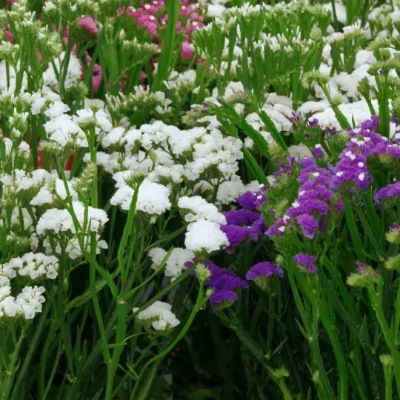 25733 Кермек Статиця виїмчаста Хіпстер Біла