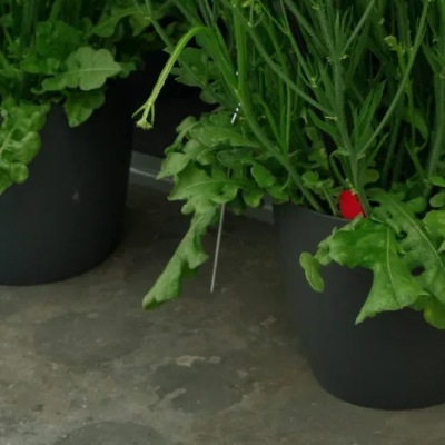 25733 Кермек Статиця виїмчаста Хіпстер Біла