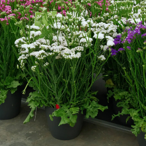 category.an.dried_flowers_prof Кермек Статиця виїмчаста Хіпстер Біла