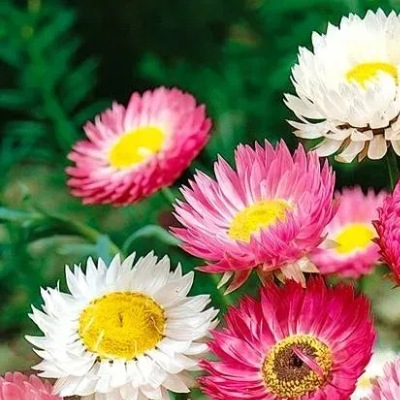 25735 Геліптерум великоквітковий суміш