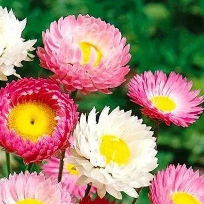 25735 Геліптерум великоквітковий суміш