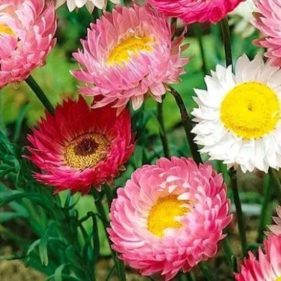 25735 Геліптерум великоквітковий суміш