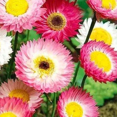 25735 Геліптерум великоквітковий суміш