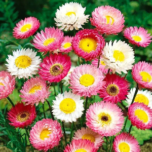 category.an.dried_flowers_prof Геліптерум великоквітковий суміш