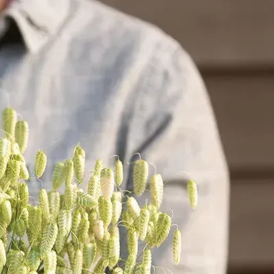 25736 Бріза (трясунка) велика