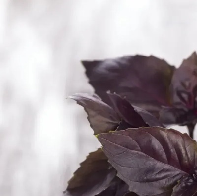 25739 Базилік кімнатний Гранат