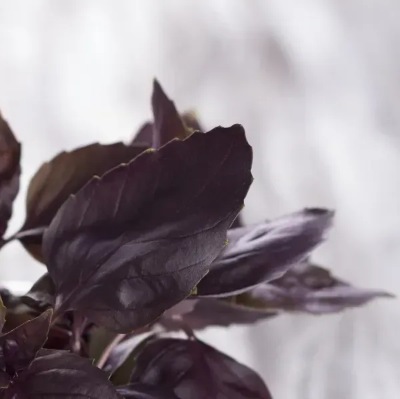 25739 Базилік кімнатний Гранат