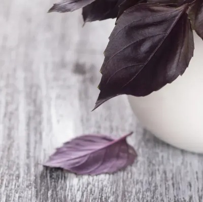 25739 Базилік кімнатний Гранат