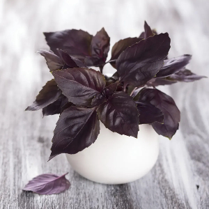  Базилік кімнатний Гранат