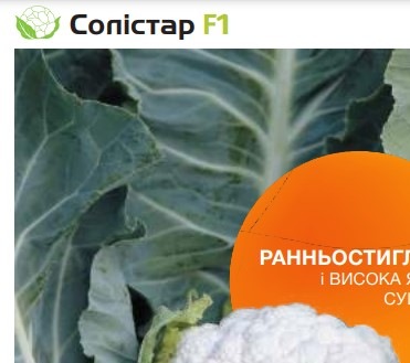 25288 Капуста цвітна біла Солістар F1