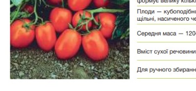 25286 Помідор Чіблі F1
