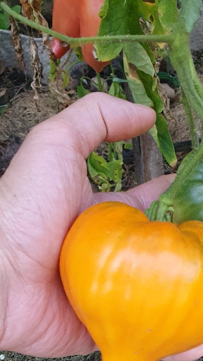 25387 Orange Strawberry (Помаранчева Полуниця)