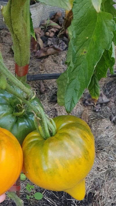 25387 Orange Strawberry (Помаранчева Полуниця)