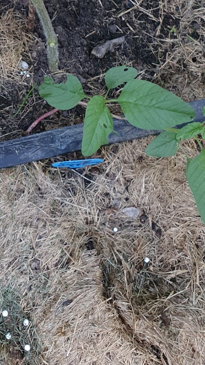 25387 Orange Strawberry (Помаранчева Полуниця)