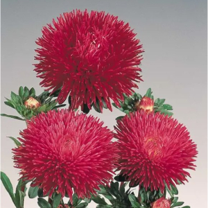  Айстра Гала Бургунді