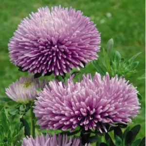  Айстра Гала Лавандова 