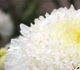 25258 Айстра Принцеса Біла